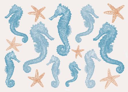 Seahorses and Starfish