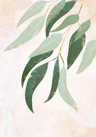Australian Eucalyptus leaves