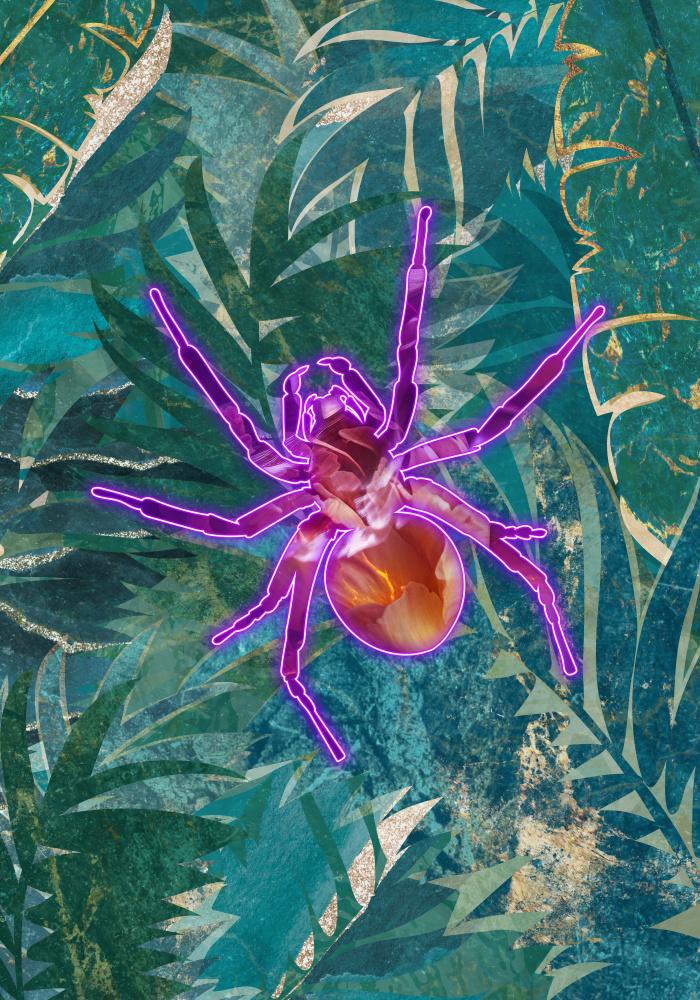 Neon Spider in the jungle à Sarah Manovski