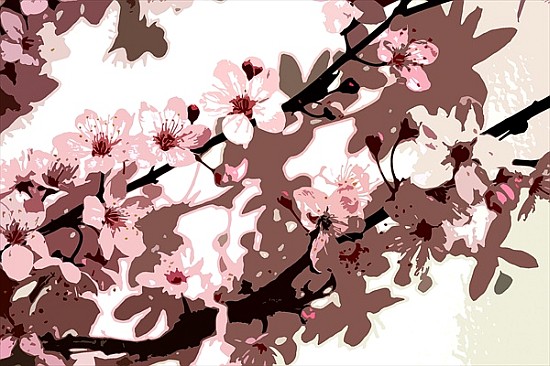 Japanese Blossom (colour photo)  à Sarah  O'Toole