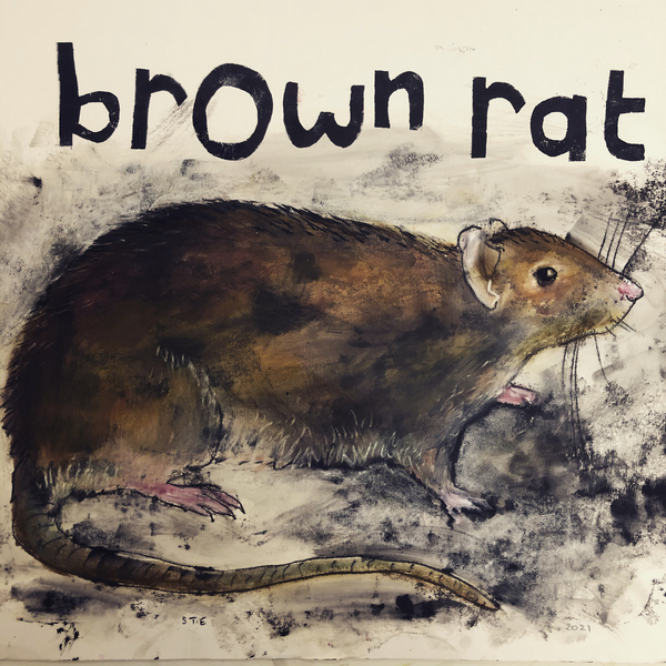 Brown rat à Sarah Thompson-Engels