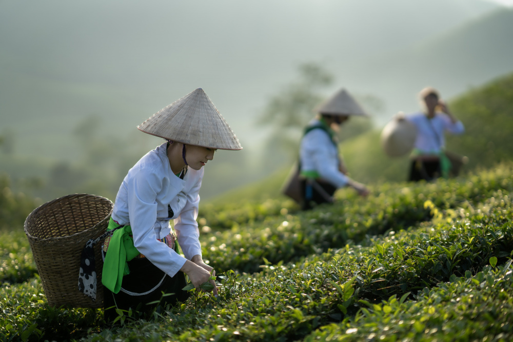 Vietnamese monk picking tea leaves à Sarawut Intarob