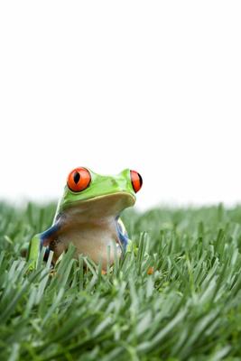red-eyed tree frog in grass à Sascha Burkard
