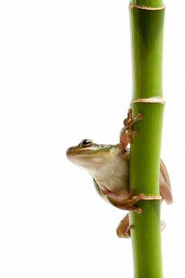 frog on bamboo à Sascha Burkard