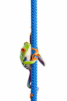 frog climbing rope isolated on white à Sascha Burkard