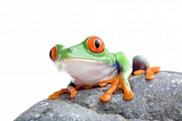 frog on a rock à Sascha Burkard