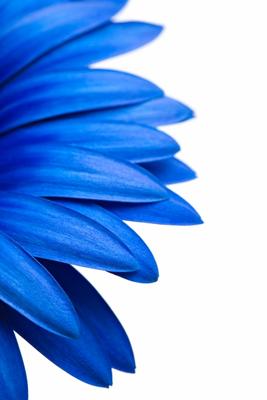 blue daisy isolated on white à Sascha Burkard