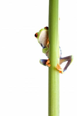 frog behind plant isolated white à Sascha Burkard