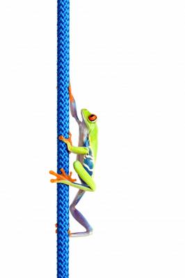 frog climbing up rope isolated on white à Sascha Burkard