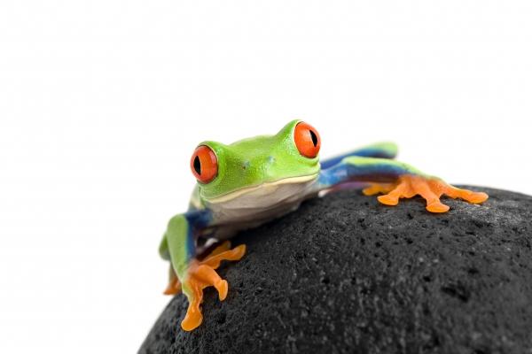 frog on a rock isolated white à Sascha Burkard