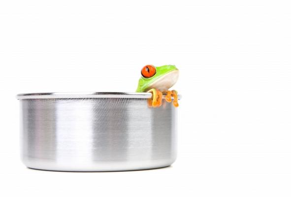 frog on cooking pot à Sascha Burkard