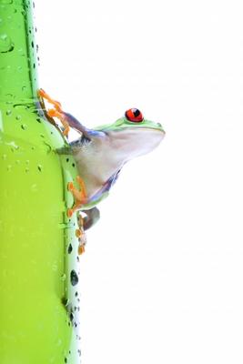 frog on glass isolated white à Sascha Burkard