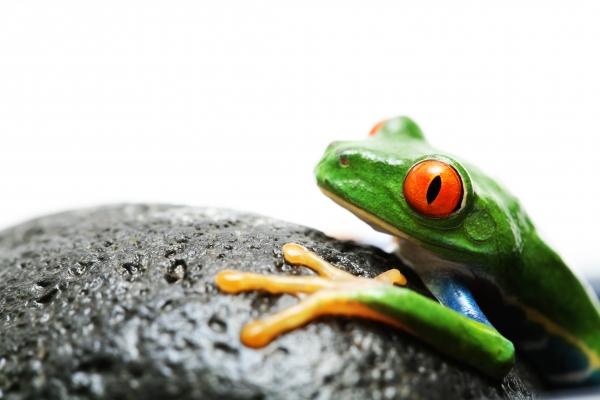 frog on rock à Sascha Burkard