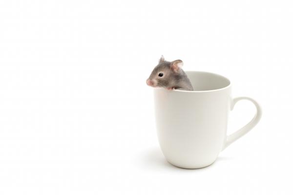 hamster in coffee cup on white à Sascha Burkard