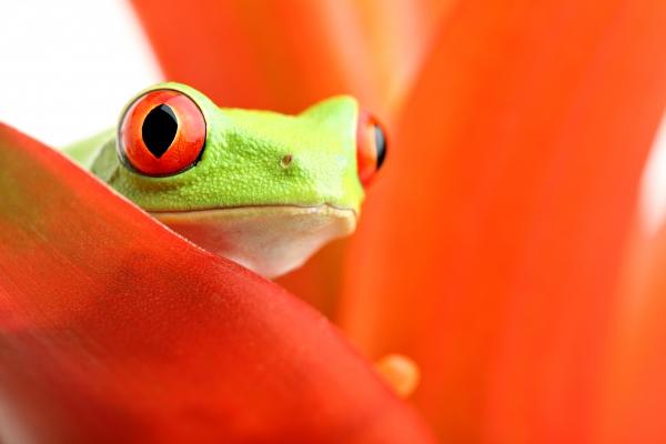 red-eyed tree frog on plant à Sascha Burkard