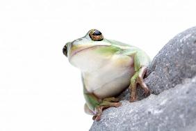 green tree frog