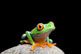 frog on a rock isolated on black