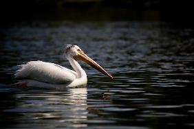 pelican in yellowstone national park