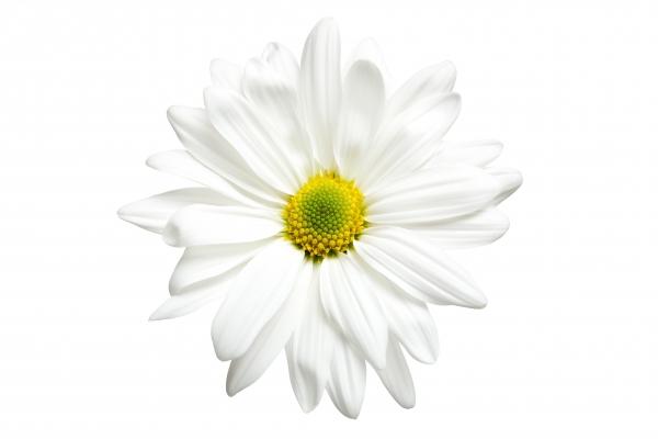 White daisy isolated on white à Sascha Burkard