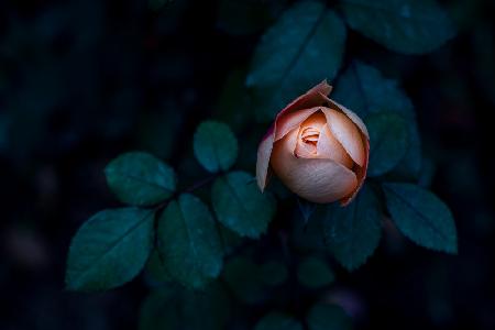 a Seductive Rose