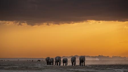 Parade at sunset