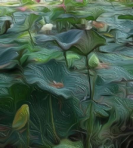 Lily Pond1