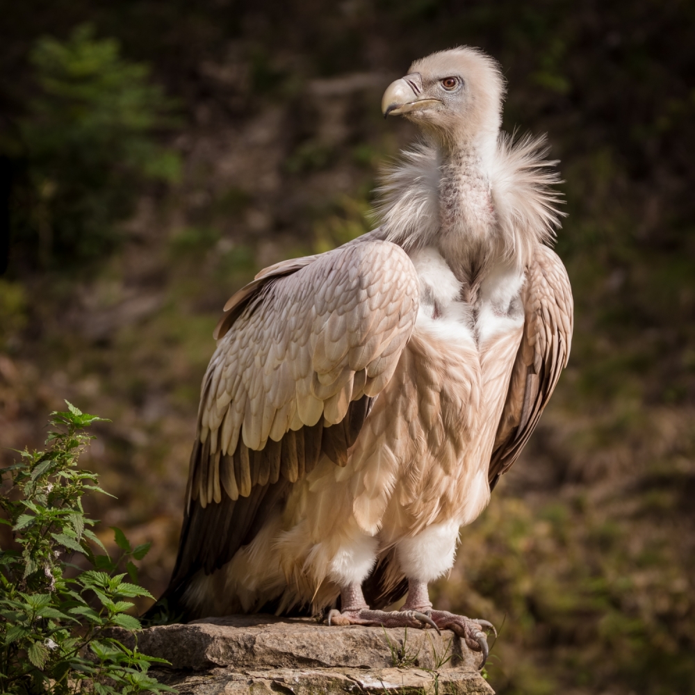 Sunset Vulture Portrait à Sebastian Graf