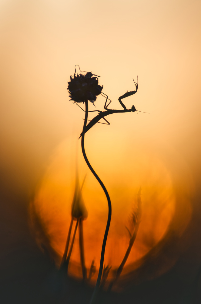 Silhouette à Sebastien Blomme