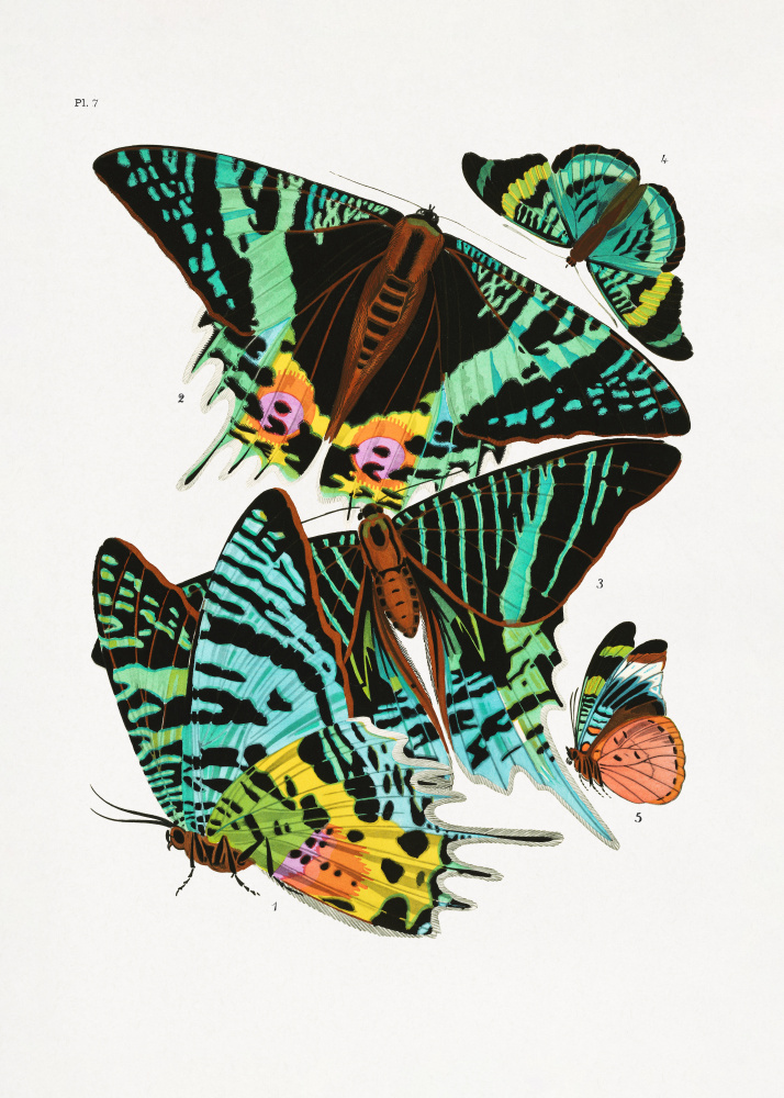 Butterflies 3 à Seguy