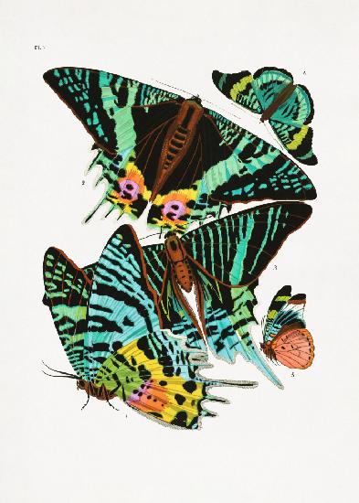 Butterflies 3