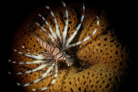 Pterois fly