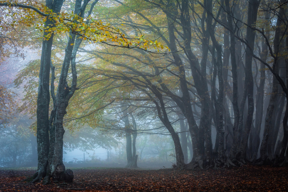 Trees in the fog à Sergio Barboni