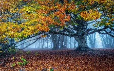 Beech forest