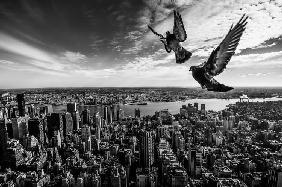 Pigeons on the Empire State Building