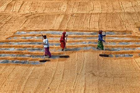 Paddy drying16