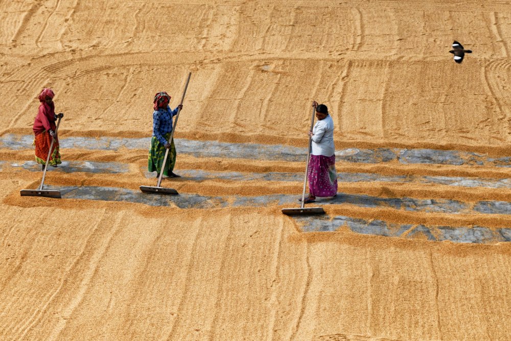 Paddy drying by women à Shaibal Nandi