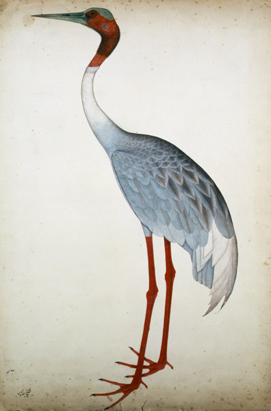 Sarus Crane, painted for Lady Impey at Calcutta à Shaikh Zain ud-Din