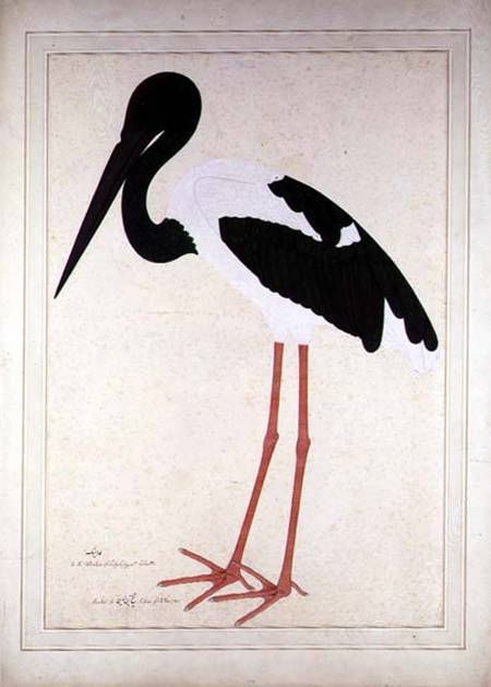 Blacknecked Stork, Xenorhynchus Asiaticus, painted for Lady Impey at Calcutta à Shaikh Zain ud-Din