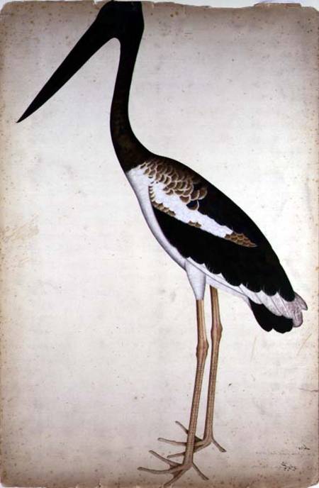 Blacknecked Stork, Xenorhynchus Asiaticus, painted for Lady Impey at Calcutta à Shaikh Zain ud-Din