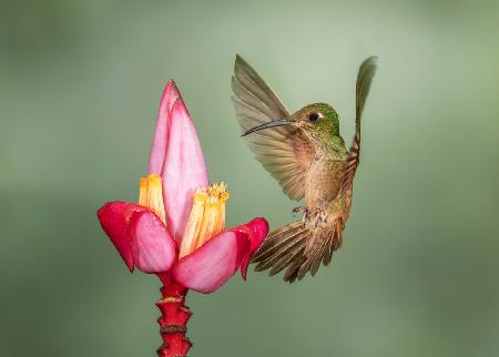 Fawn-Breasted Brilliant - Coming for you