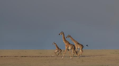 Giraffe family run