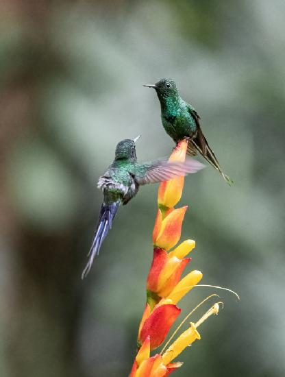 Is it OK to share the flower?