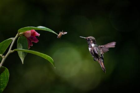Volcano hummingbird vs Bee