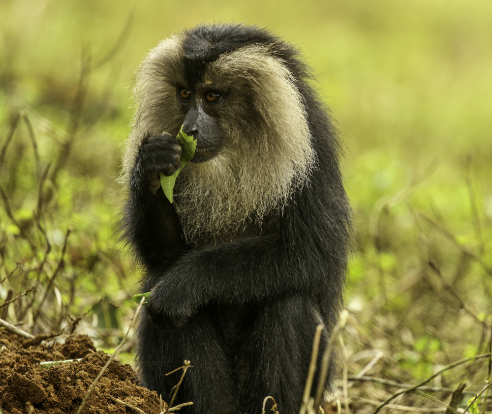 “To chew or not to chew- that is the question!” à Shekhar Naniwadekar