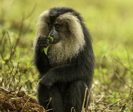 “To chew or not to chew- that is the question!”