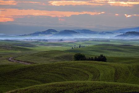 Wheat field in Palouse