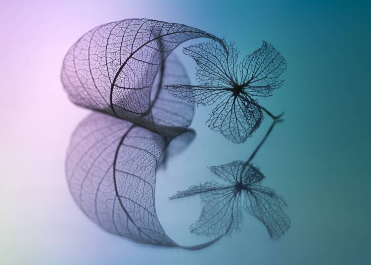 Story of leaf and flower à Shihya Kowatari