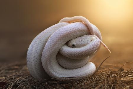 Leucistic Texas Rat Snake