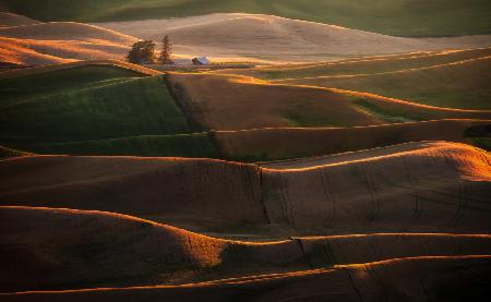 Palouse Fields