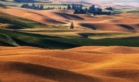 PALOUSE FIELDS